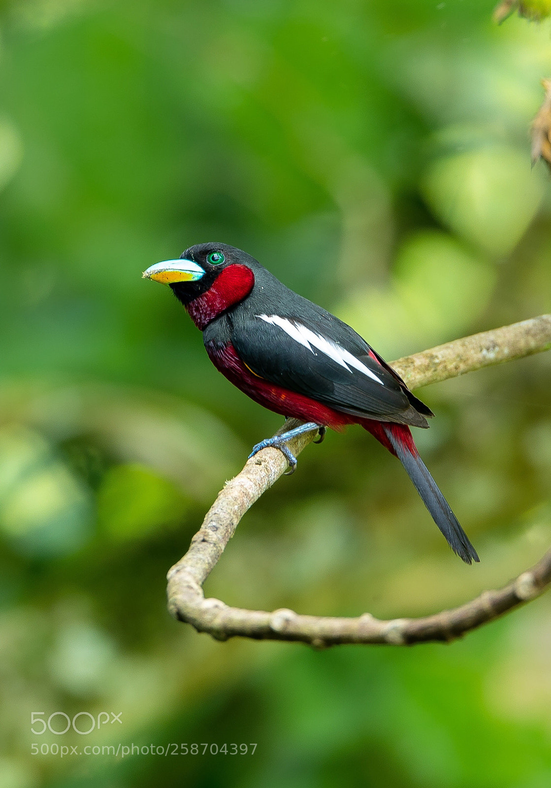 Canon EOS-1D X Mark II sample photo. Black and red broadbill photography