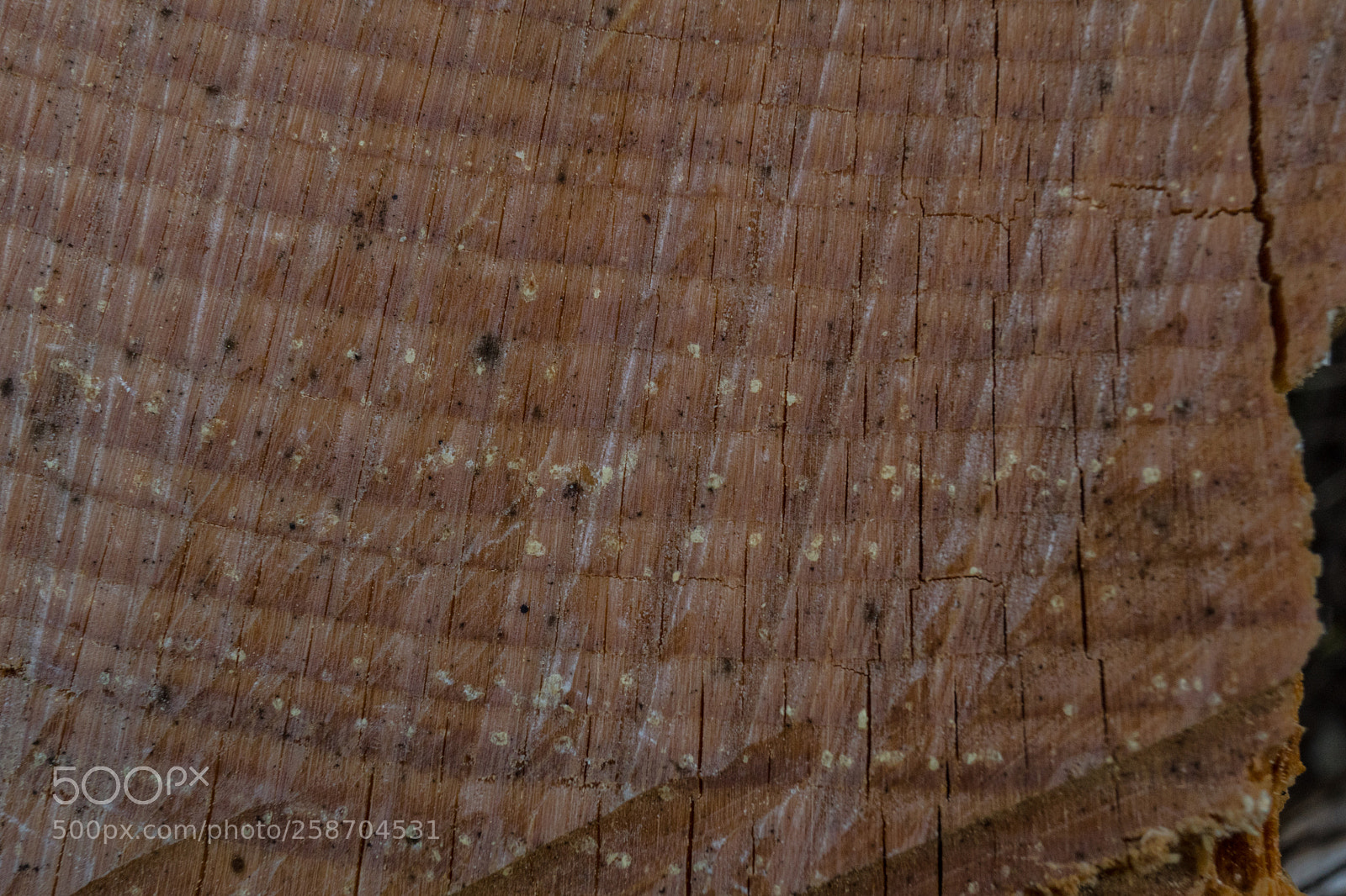 Sony SLT-A68 sample photo. Holz photography