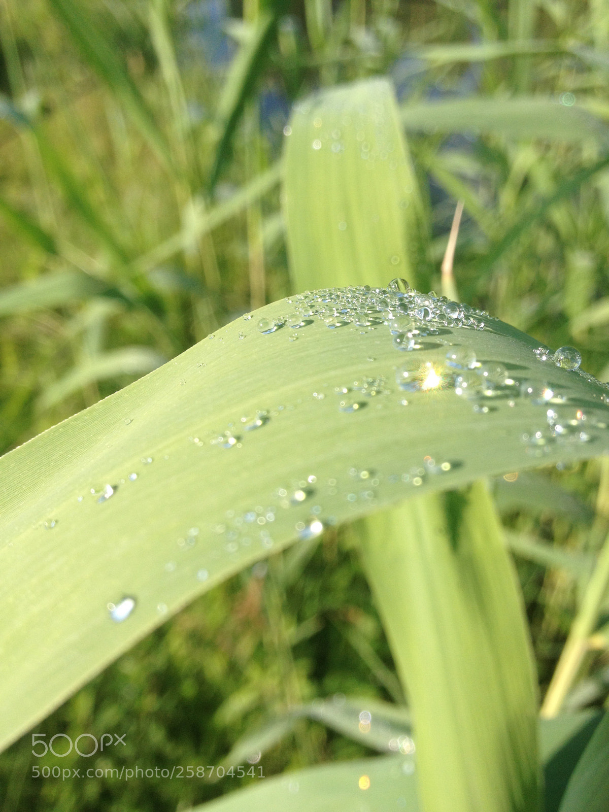 Apple iPhone 4S sample photo. Untitled photography