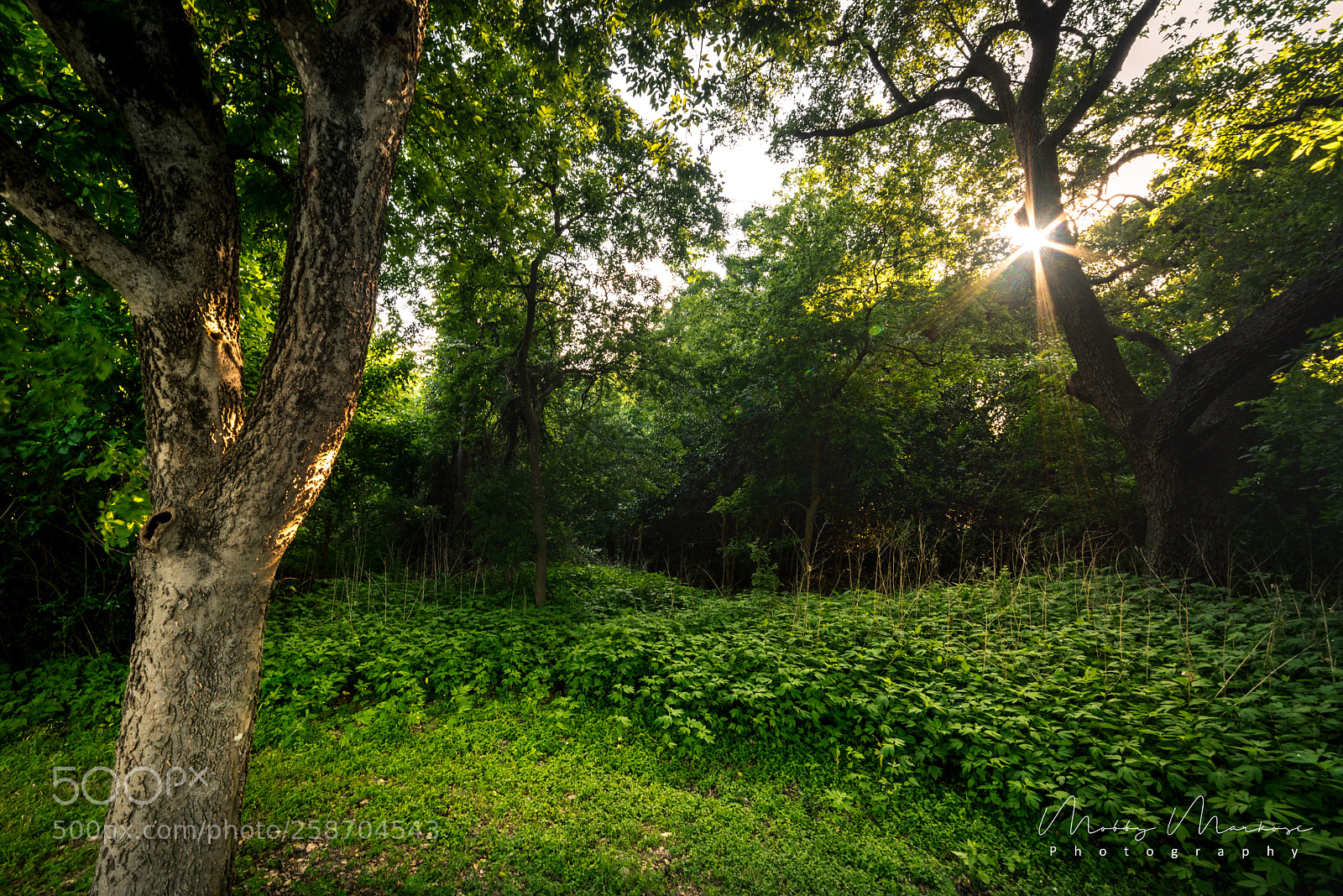 Nikon D750 sample photo. A morning sunburst through photography