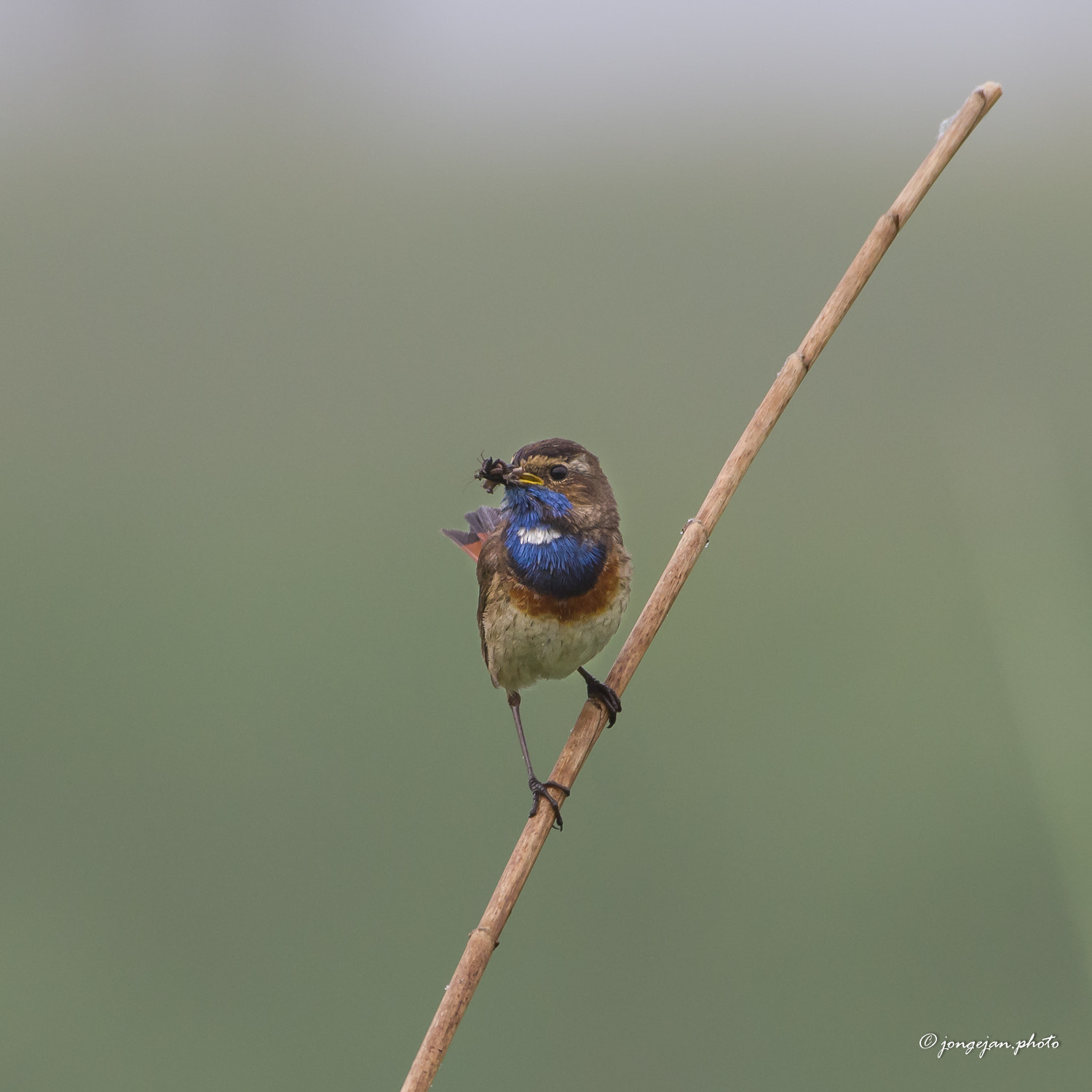 Pentax K-1 Mark II sample photo. Bluethroat with insects photography