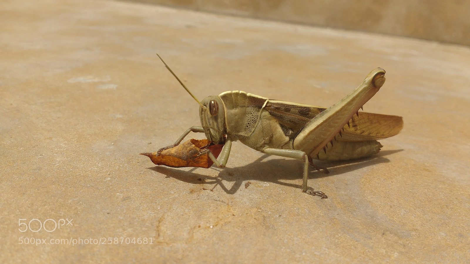 Motorola MotoG3 sample photo. How to eat the photography