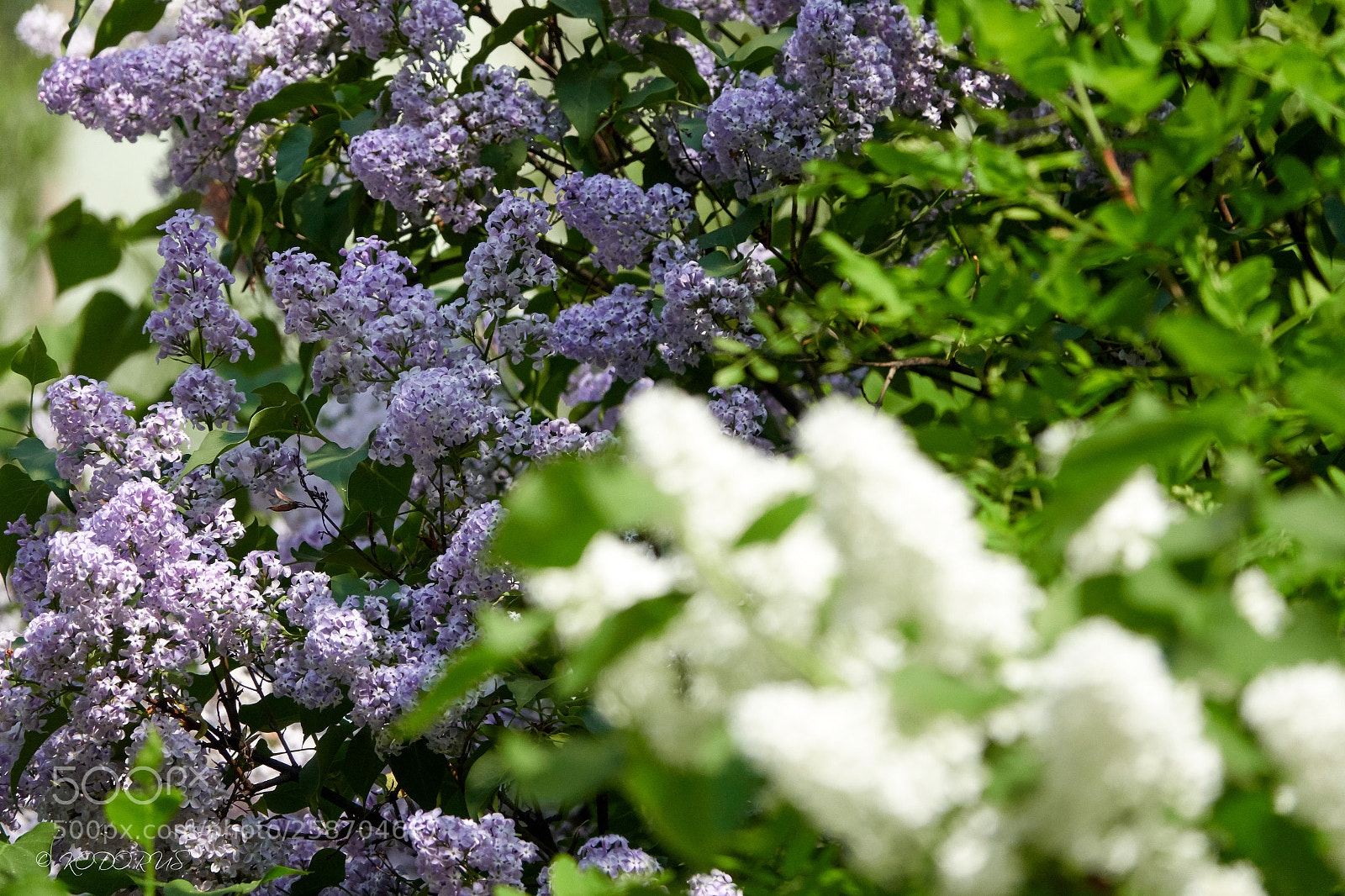 Sony Cyber-shot DSC-RX10 IV sample photo. #0080 photography