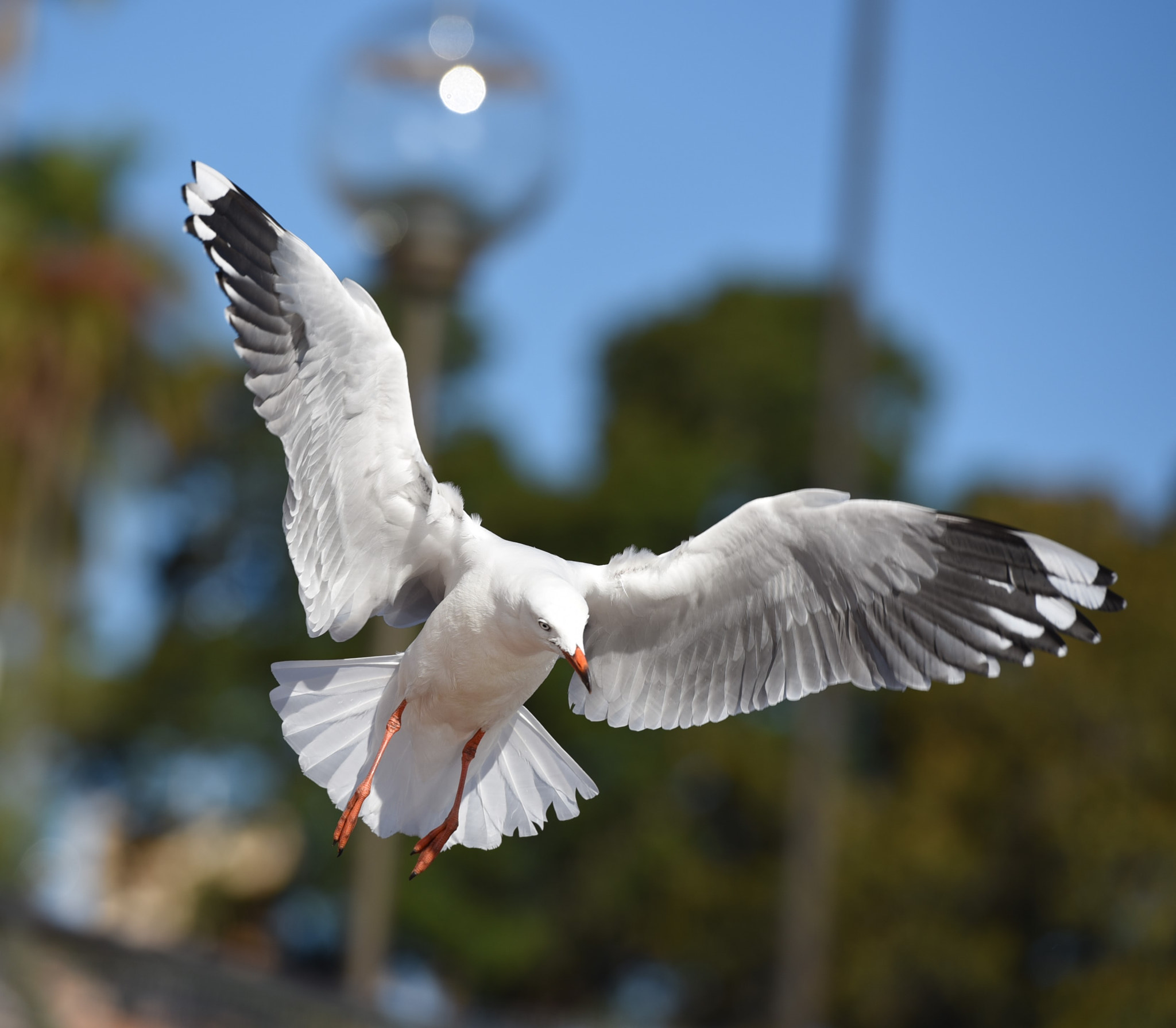 Nikon AF-S Nikkor 70-200mm F2.8G ED VR II sample photo. Landing photography