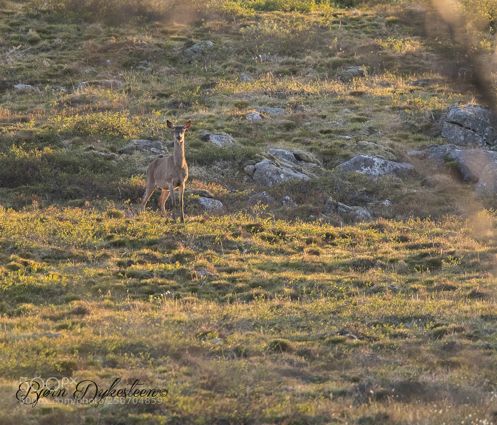 Canon EOS-1D X Mark II sample photo. Deer on the swamp photography