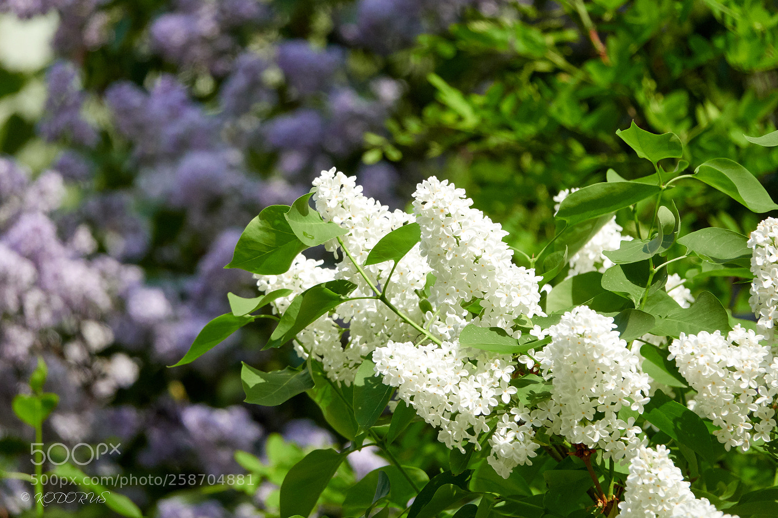 Sony Cyber-shot DSC-RX10 IV sample photo. #0081 photography