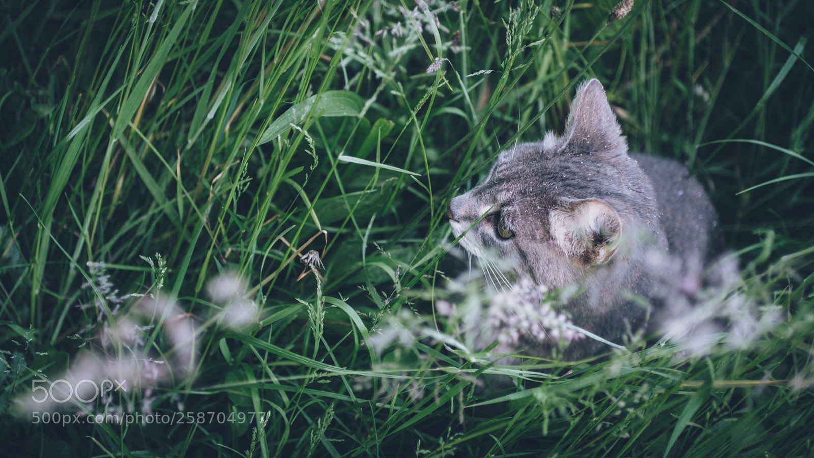Fujifilm X-H1 sample photo. Hidden place photography