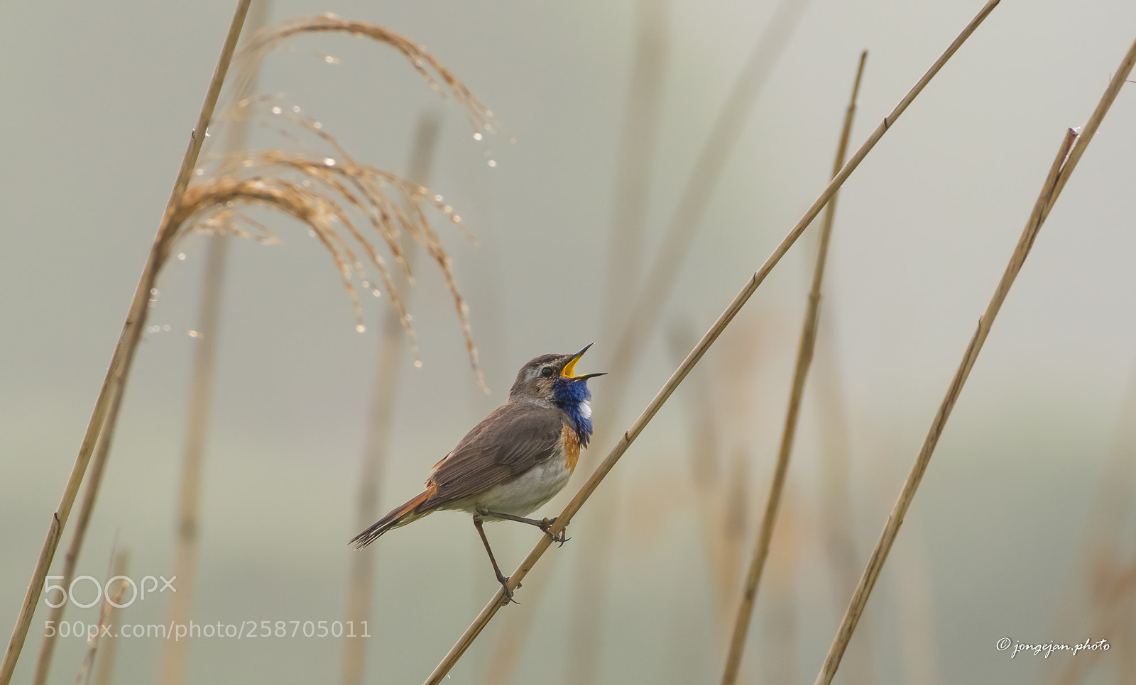 Pentax K-3 II sample photo. Bluethroat photography