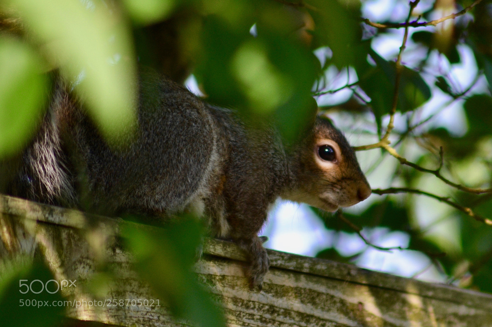 Nikon D3100 sample photo. Sneaky squirrel photography