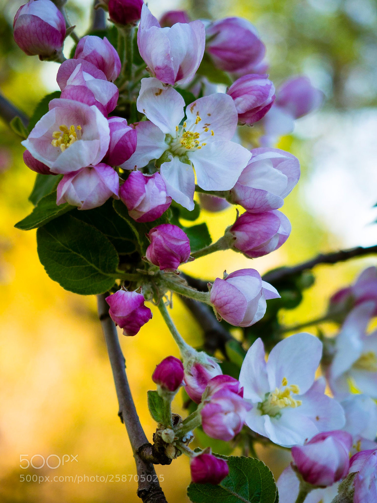 Olympus OM-D E-M10 II sample photo. Budding tree photography