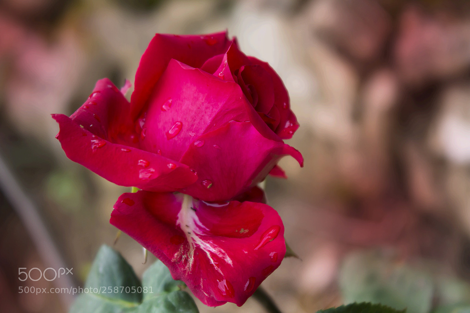 Canon EOS 700D (EOS Rebel T5i / EOS Kiss X7i) sample photo. Water drops photography