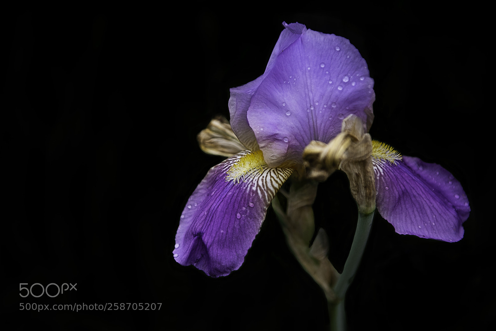 Nikon D810 sample photo. Purple photography