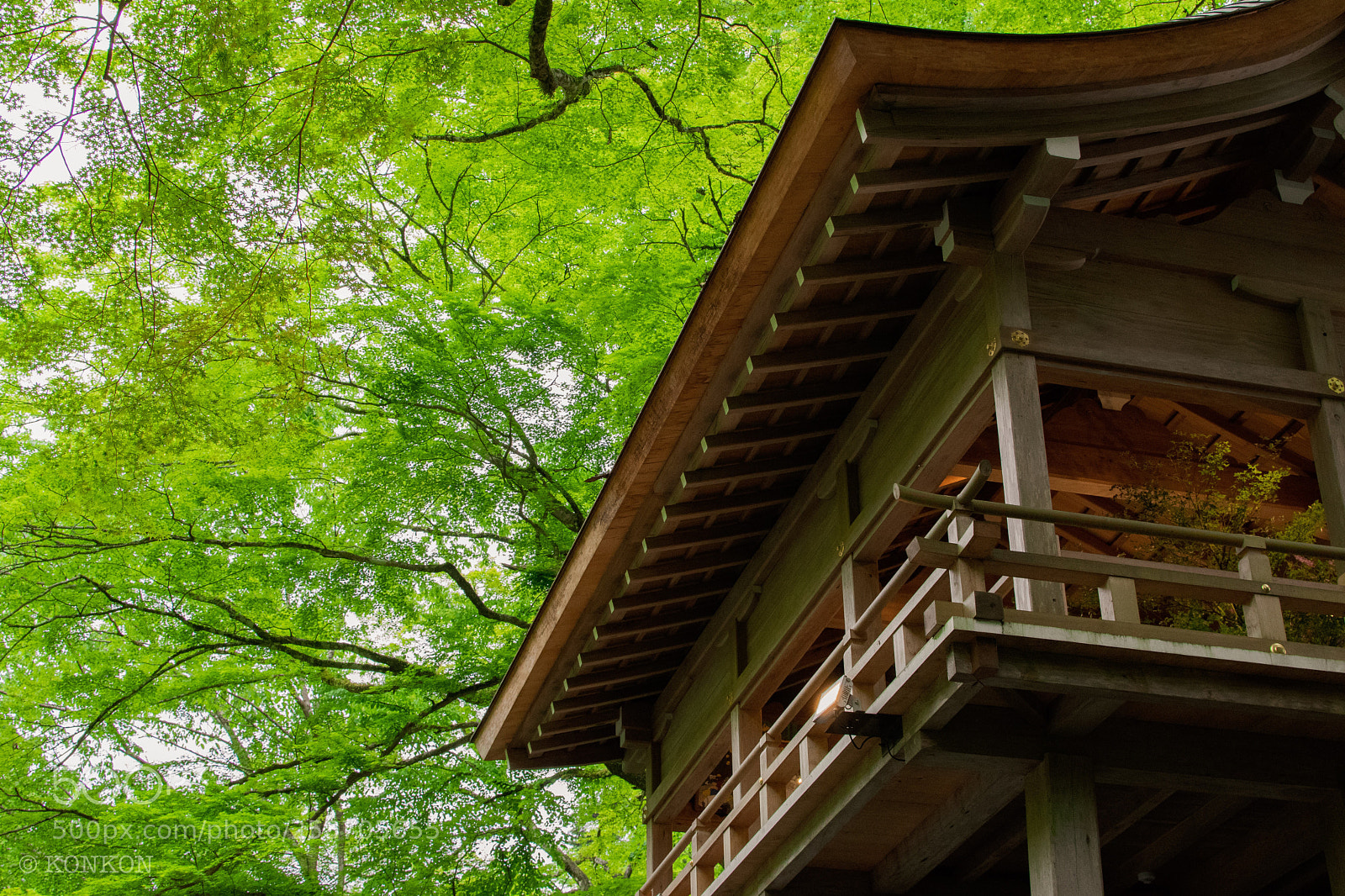 Nikon D7500 sample photo. 貴船神社 見晴台と青もみじ photography