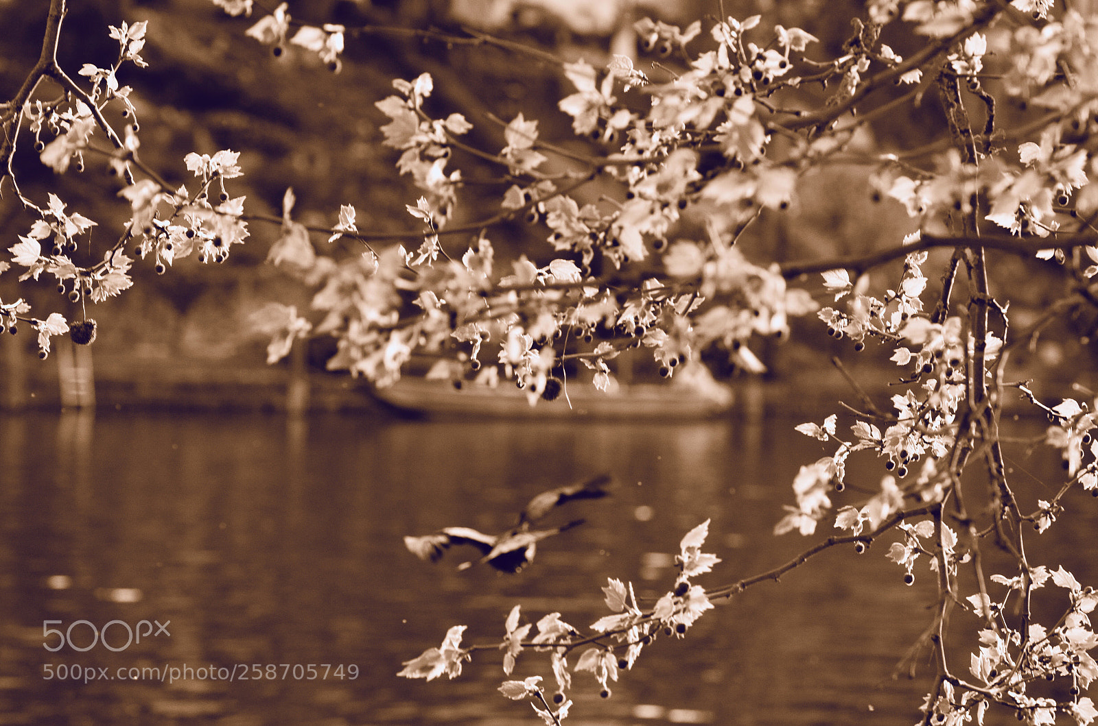 Nikon D7000 sample photo. Untitled photography