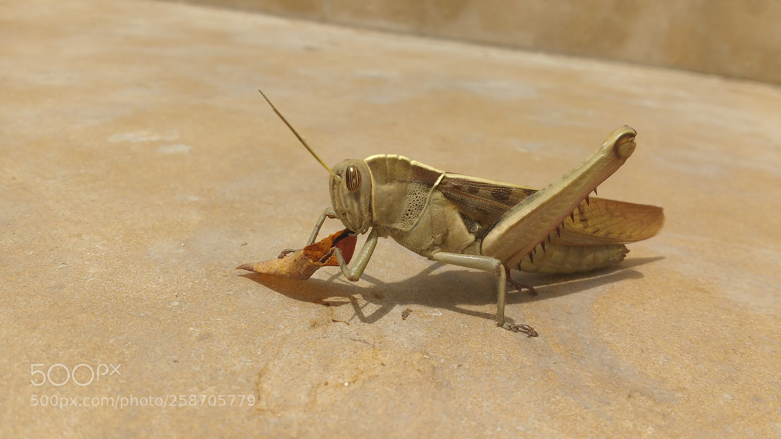Motorola MotoG3 sample photo. How to eat the photography