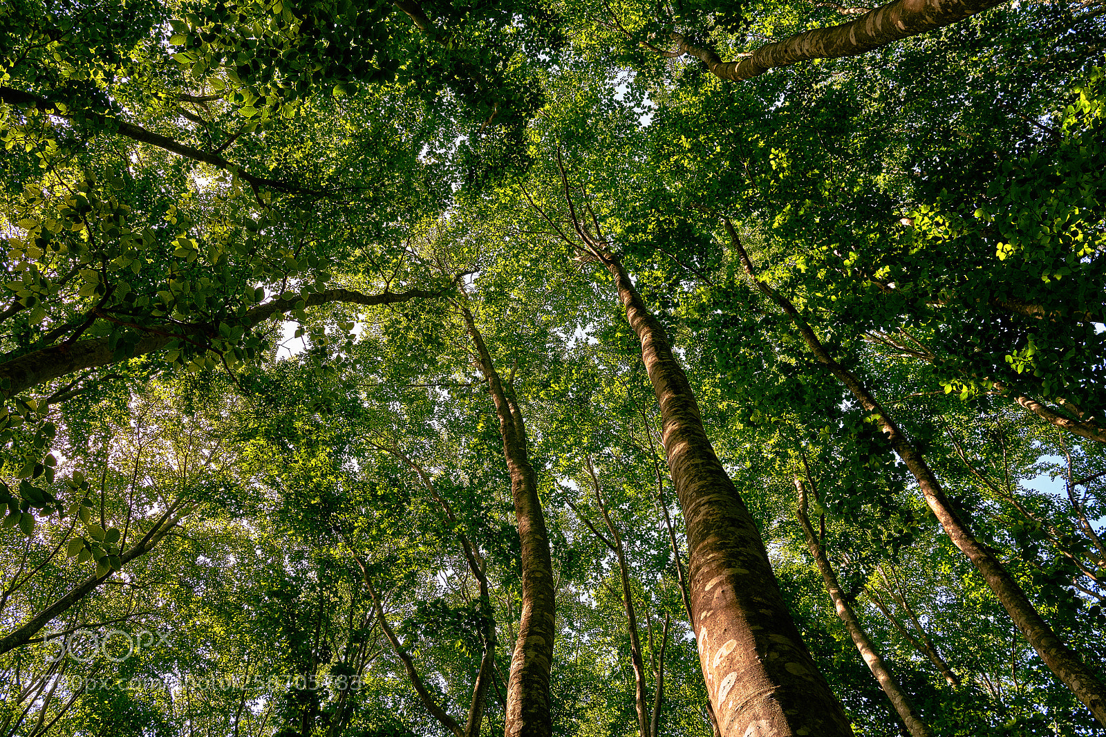 Nikon D850 sample photo. Fresh green photography