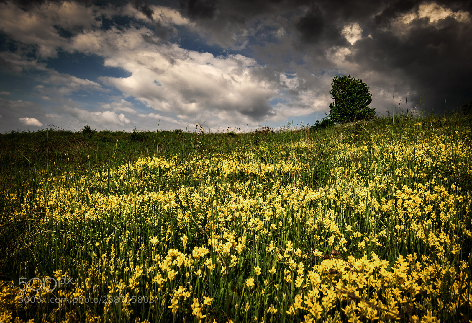 Nikon D5500 sample photo. Kovend photography