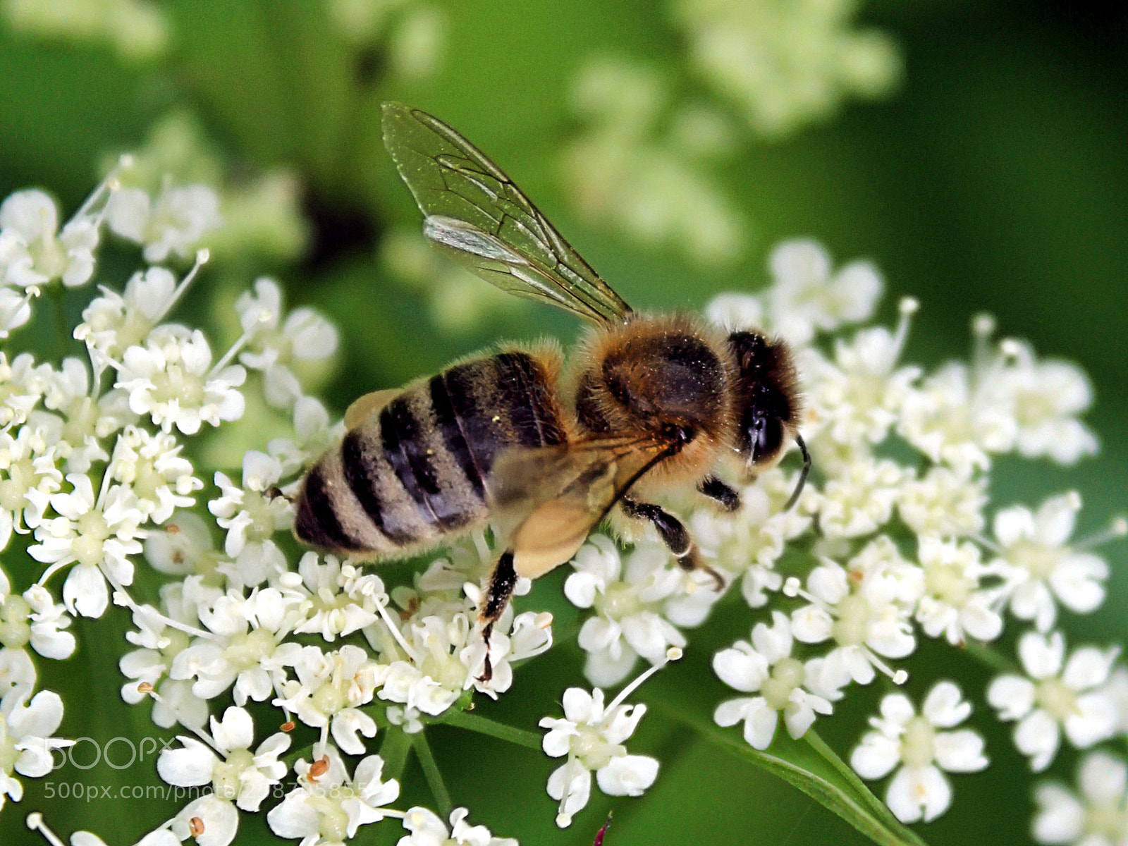 Canon EOS 1300D (EOS Rebel T6 / EOS Kiss X80) sample photo. Hungry wild bee photography