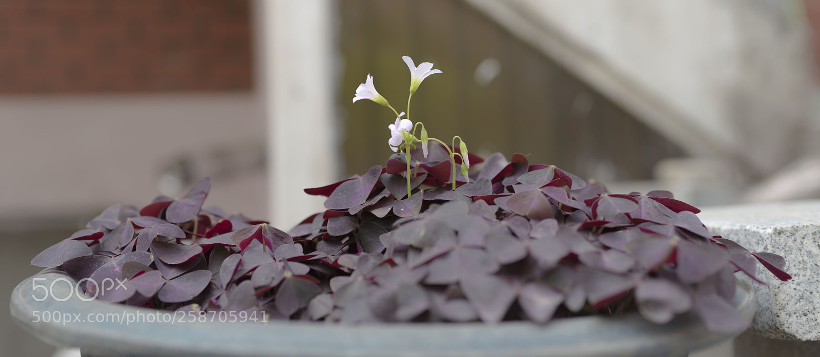 Nikon D750 sample photo. Dsc photography