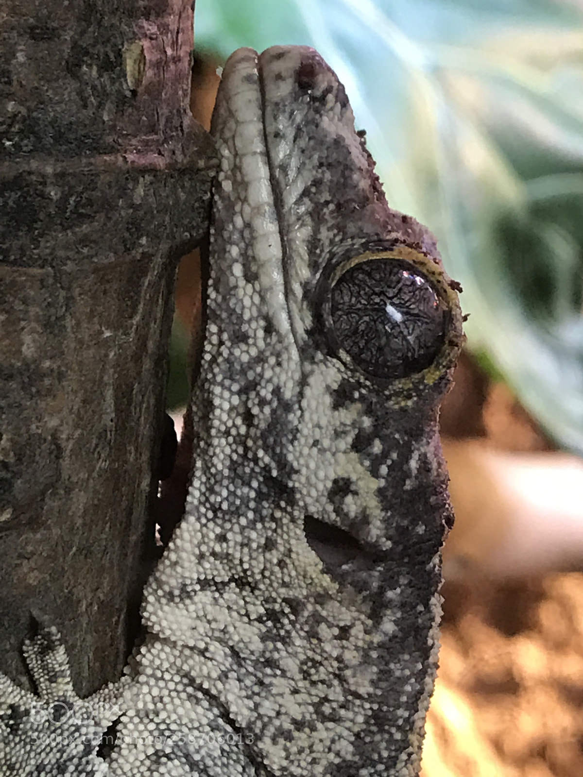 Apple iPhone 7 Plus sample photo. Here be dragons photography