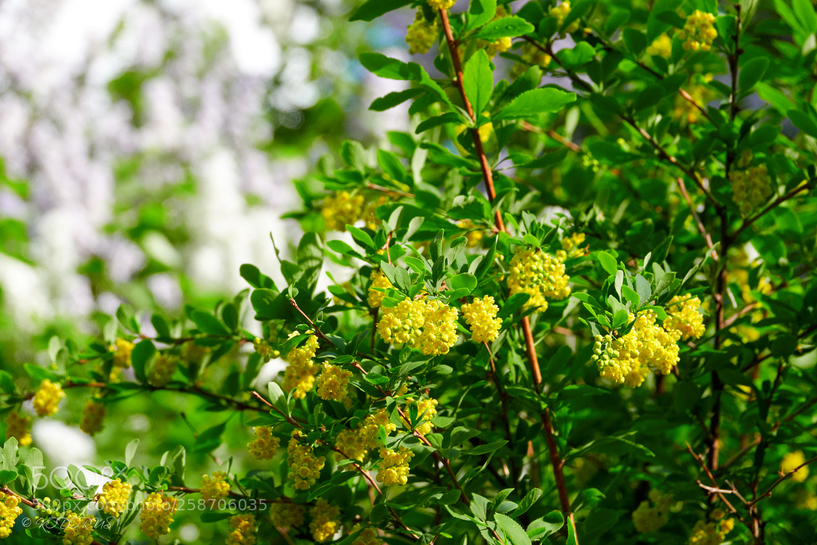 Sony Cyber-shot DSC-RX10 IV sample photo. #0082 photography