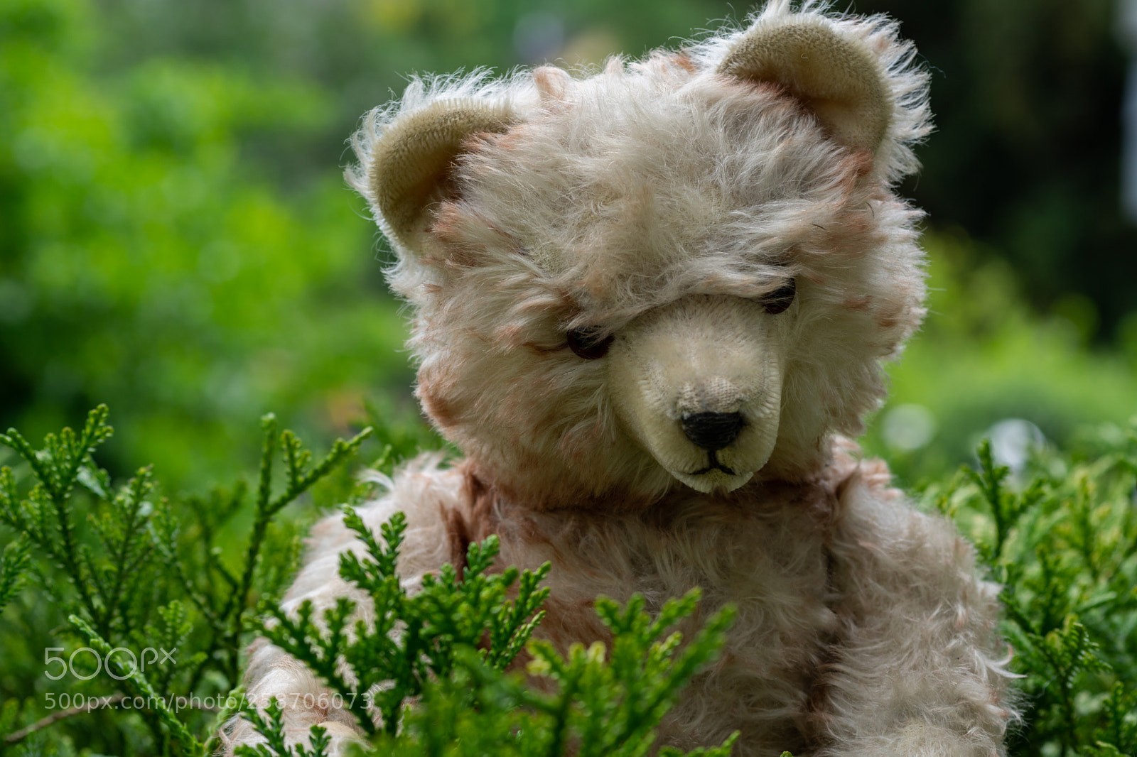 Sony a6000 sample photo. Teddy in der sommerfrische:)) photography