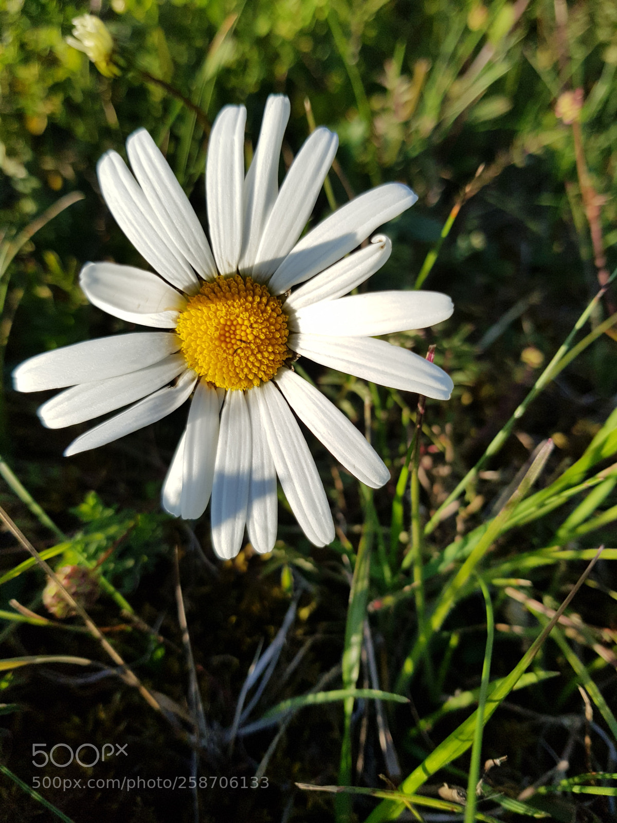 Samsung Galaxy S8 sample photo. Untitled photography