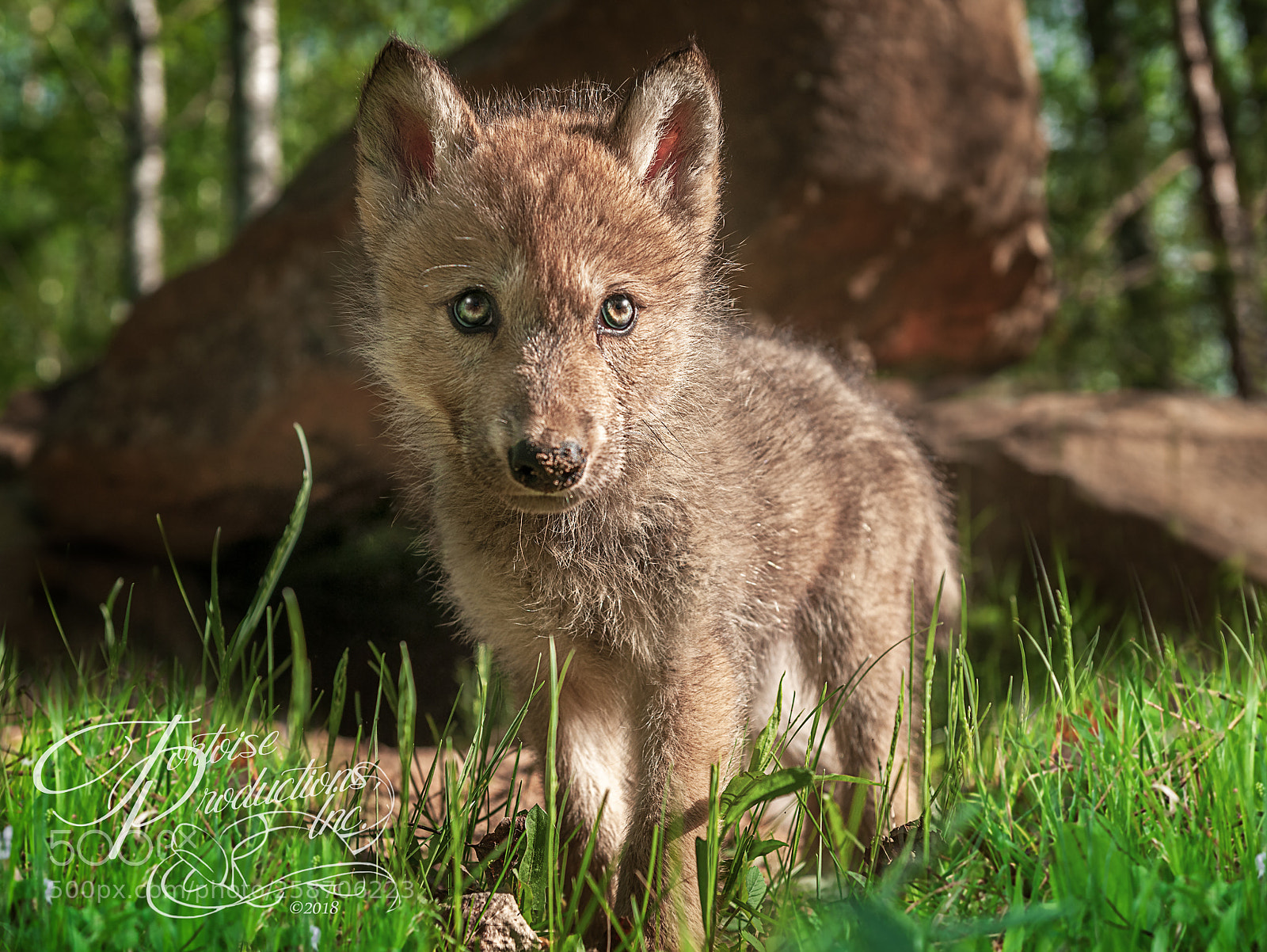 Nikon D300 sample photo. "bright eyed, bushy tailed" photography