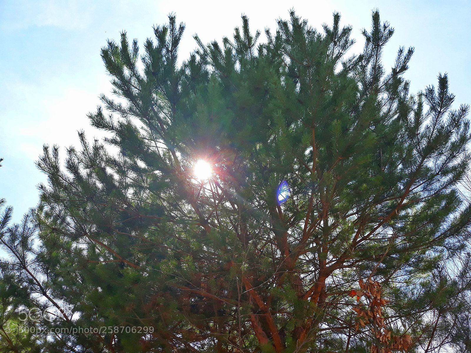 Samsung Galaxy J5 sample photo. A little sunshine #1 photography