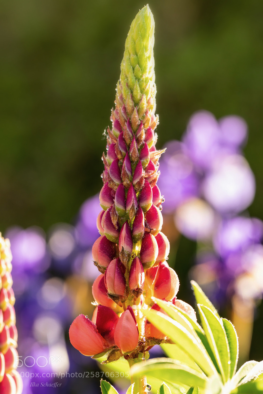 Canon EOS 5D Mark IV sample photo. Eine lupine photography