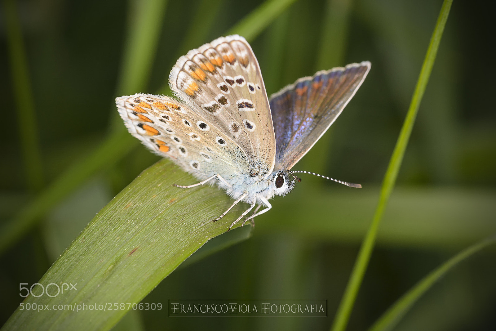 Nikon D7100 sample photo. Butterfly photography