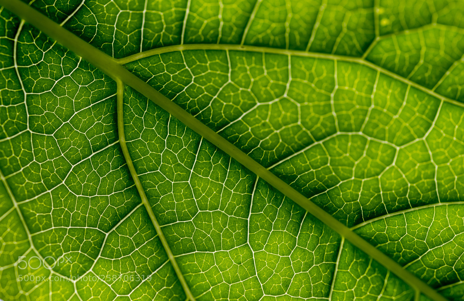 Nikon D610 sample photo. Veins photography
