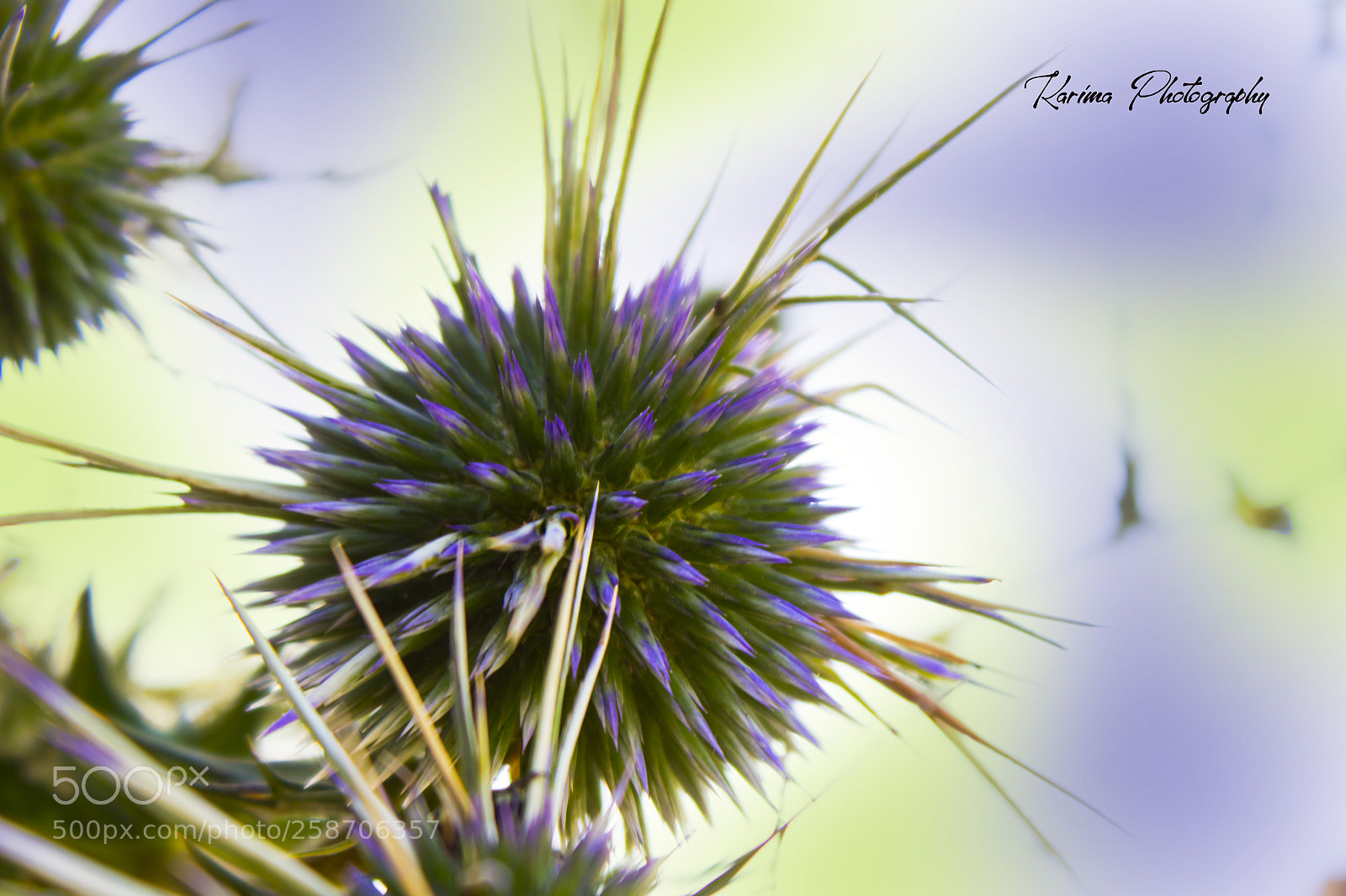 Canon EOS 700D (EOS Rebel T5i / EOS Kiss X7i) sample photo. Violet color ? photography