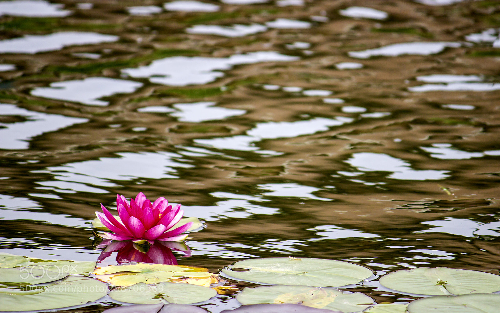 Canon EOS 600D (Rebel EOS T3i / EOS Kiss X5) sample photo. Lotus photography