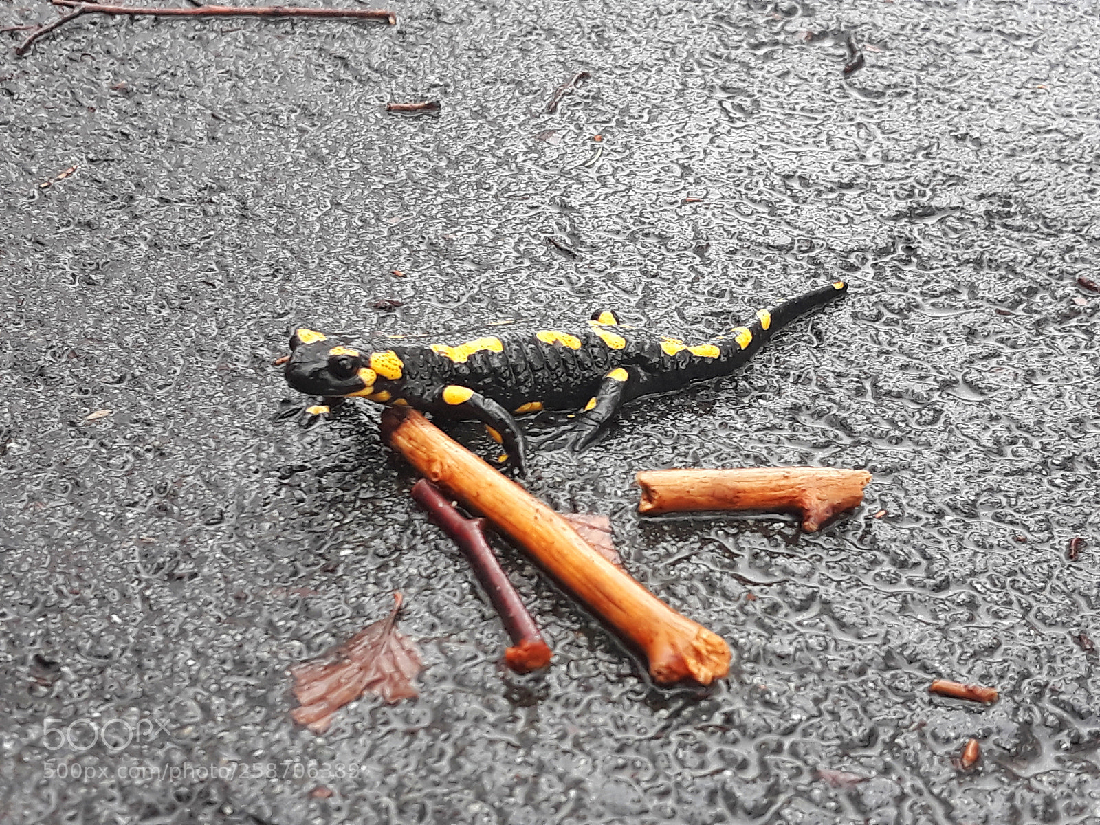 Samsung Galaxy J5 sample photo. Salamander-man photography