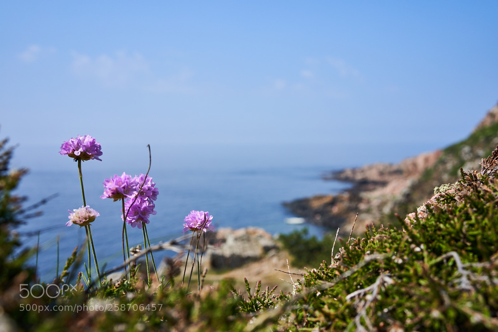 Sony a7 III sample photo. Flowers photography