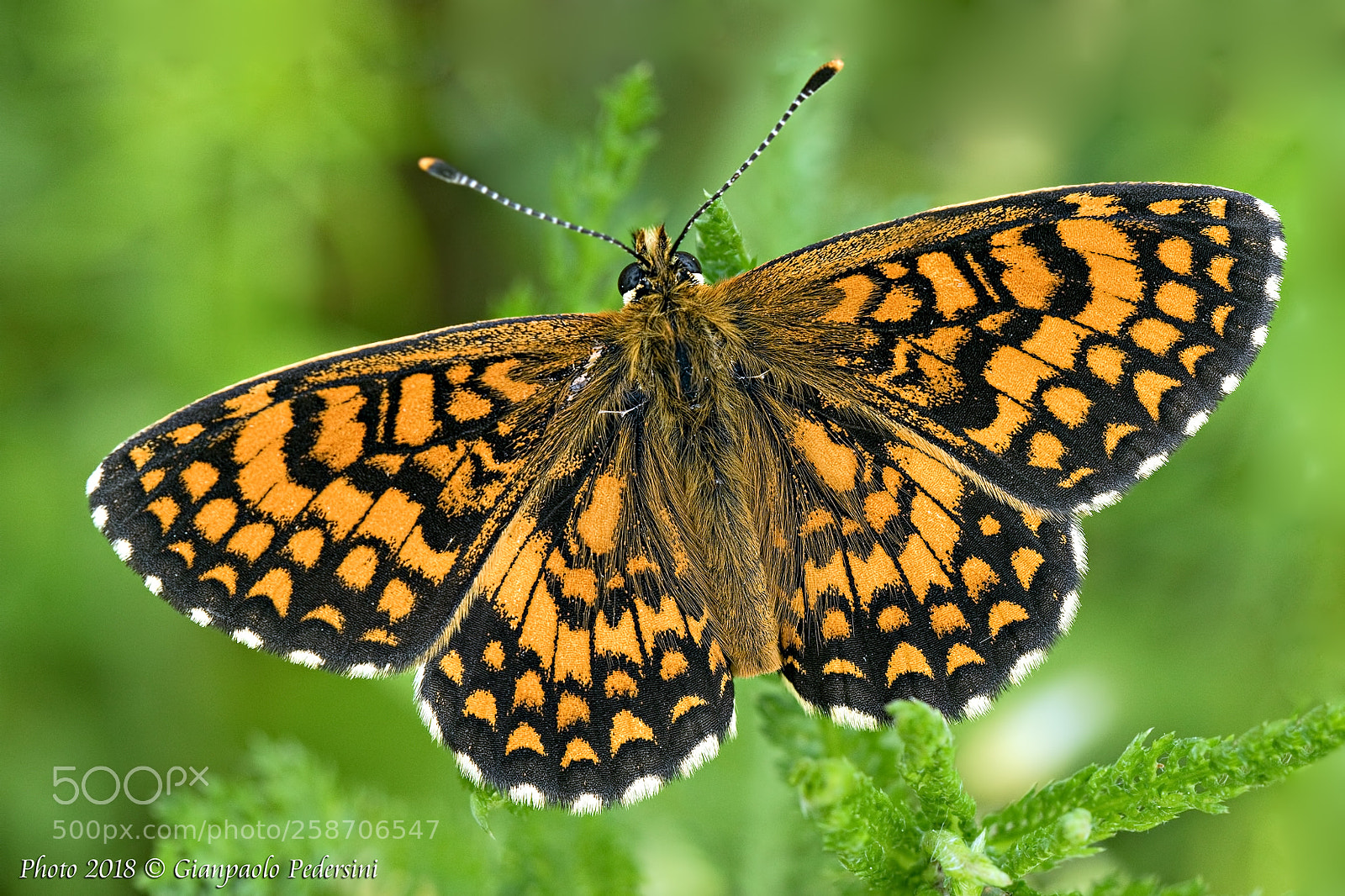 Canon EOS 7D Mark II sample photo. Melitaea nevadensis photography
