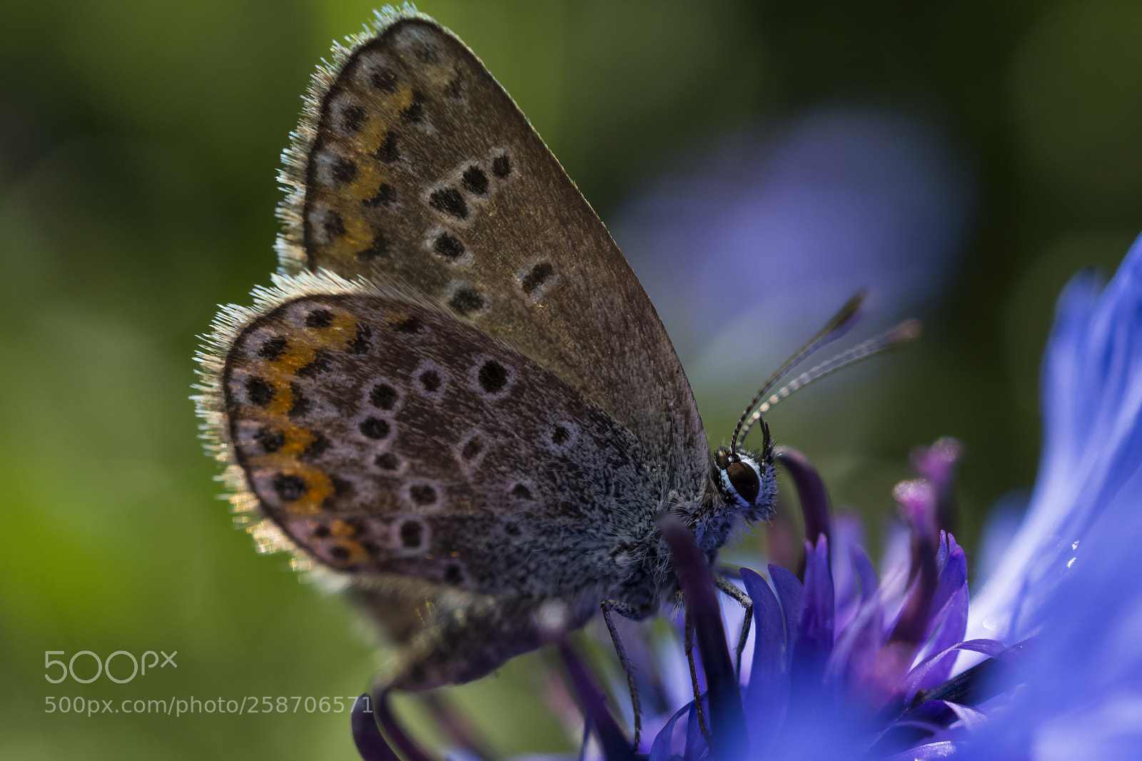 Sony Alpha a5000 (ILCE 5000) sample photo. Stop by nectar photography