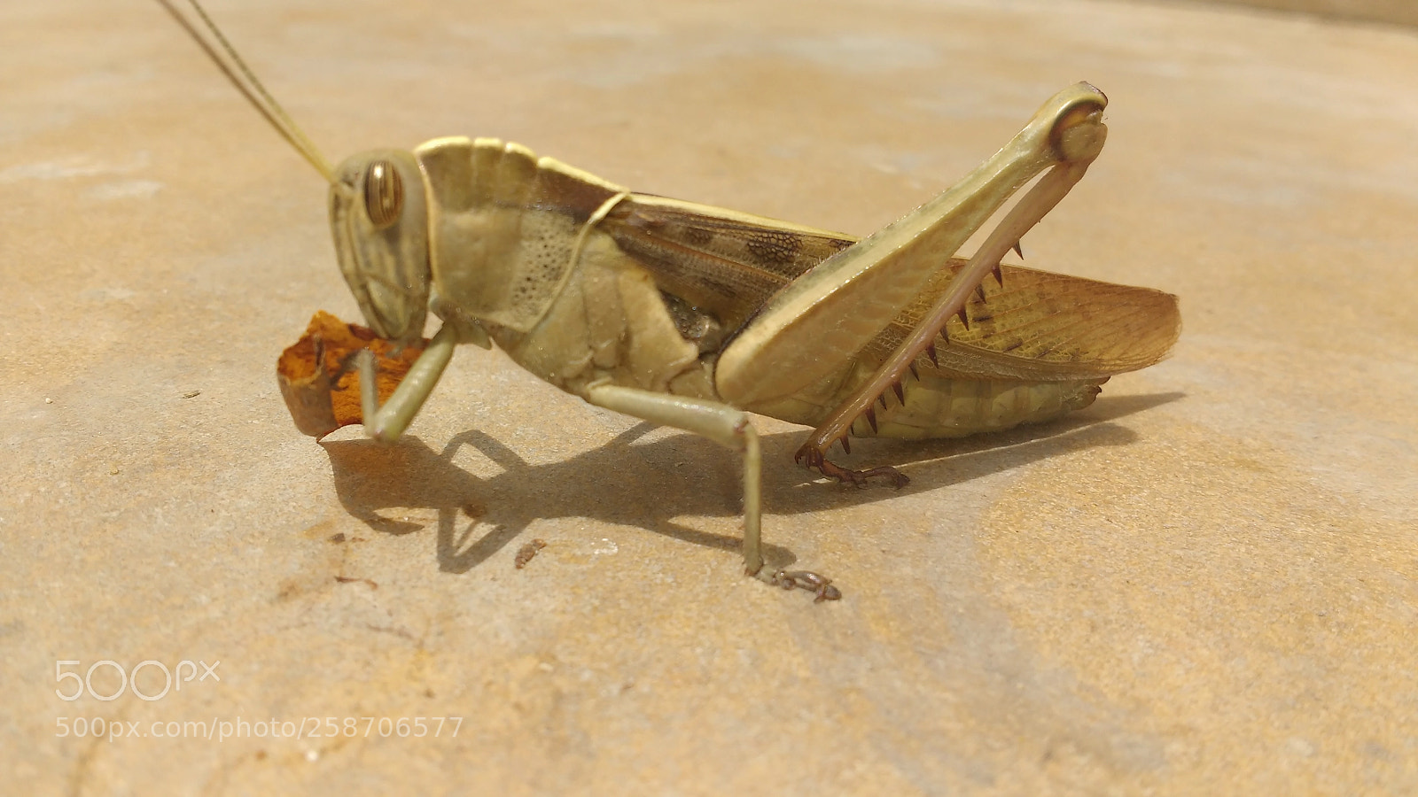 Motorola MotoG3 sample photo. How to eat the photography