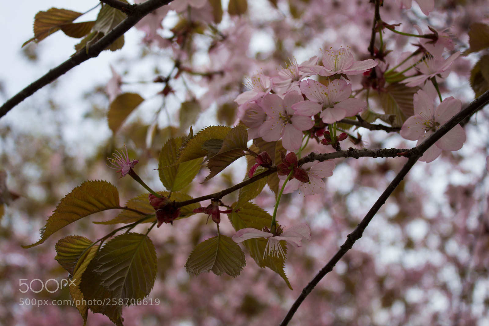 Canon EOS 600D (Rebel EOS T3i / EOS Kiss X5) sample photo. Plum photography