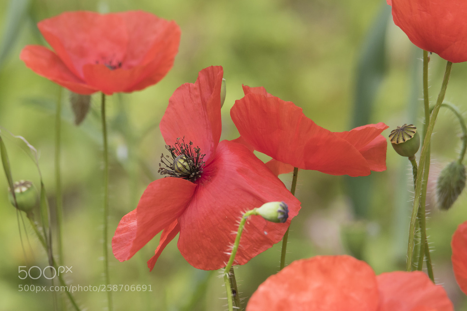 Canon EOS 7D Mark II sample photo. Poppy photography
