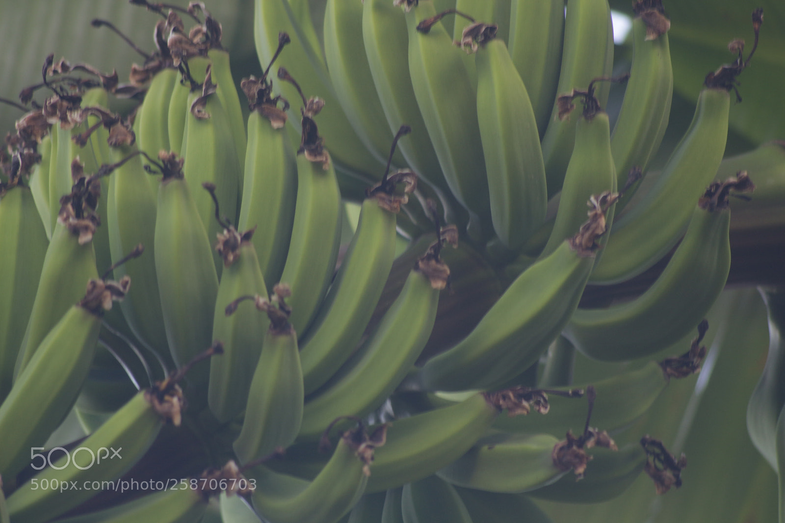 Canon EOS 700D (EOS Rebel T5i / EOS Kiss X7i) sample photo. Bnn photography