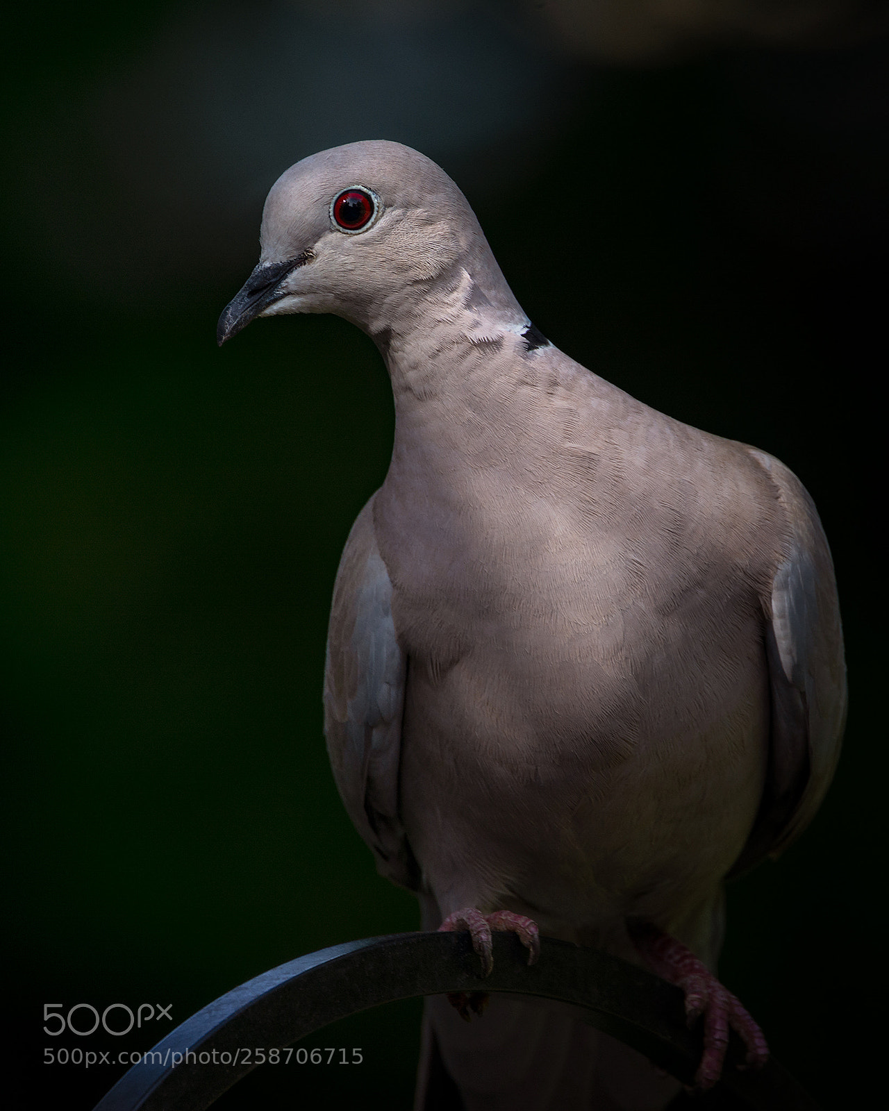 Nikon D7100 sample photo. Eurasian collared dove photography