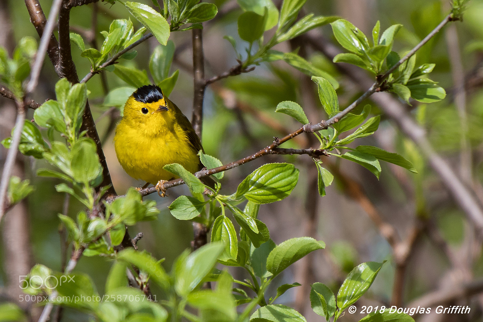 Nikon D500 sample photo. Wilson's warbler (cardellina pusilla) photography