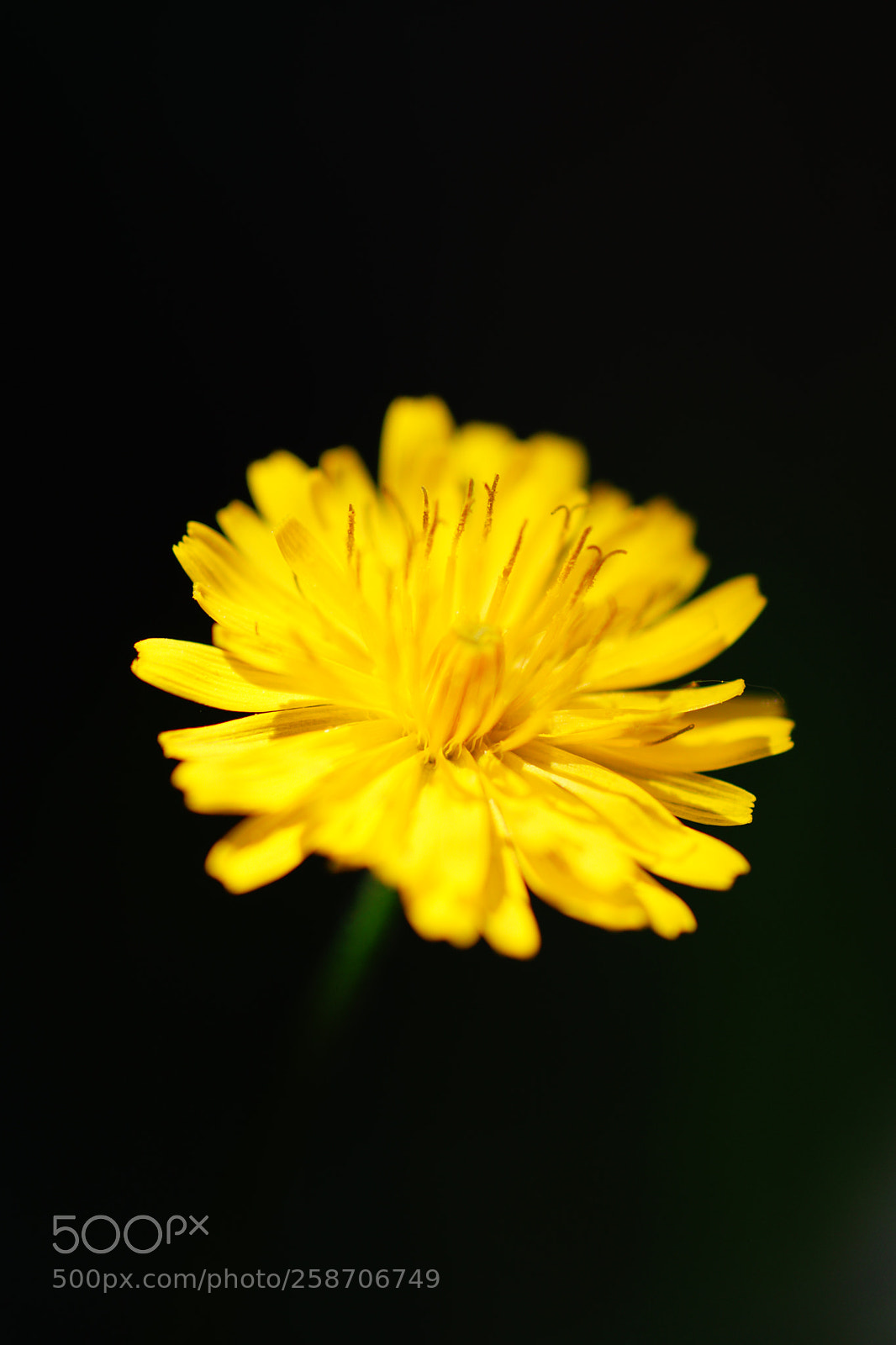 Sony SLT-A68 sample photo. Fleur photography