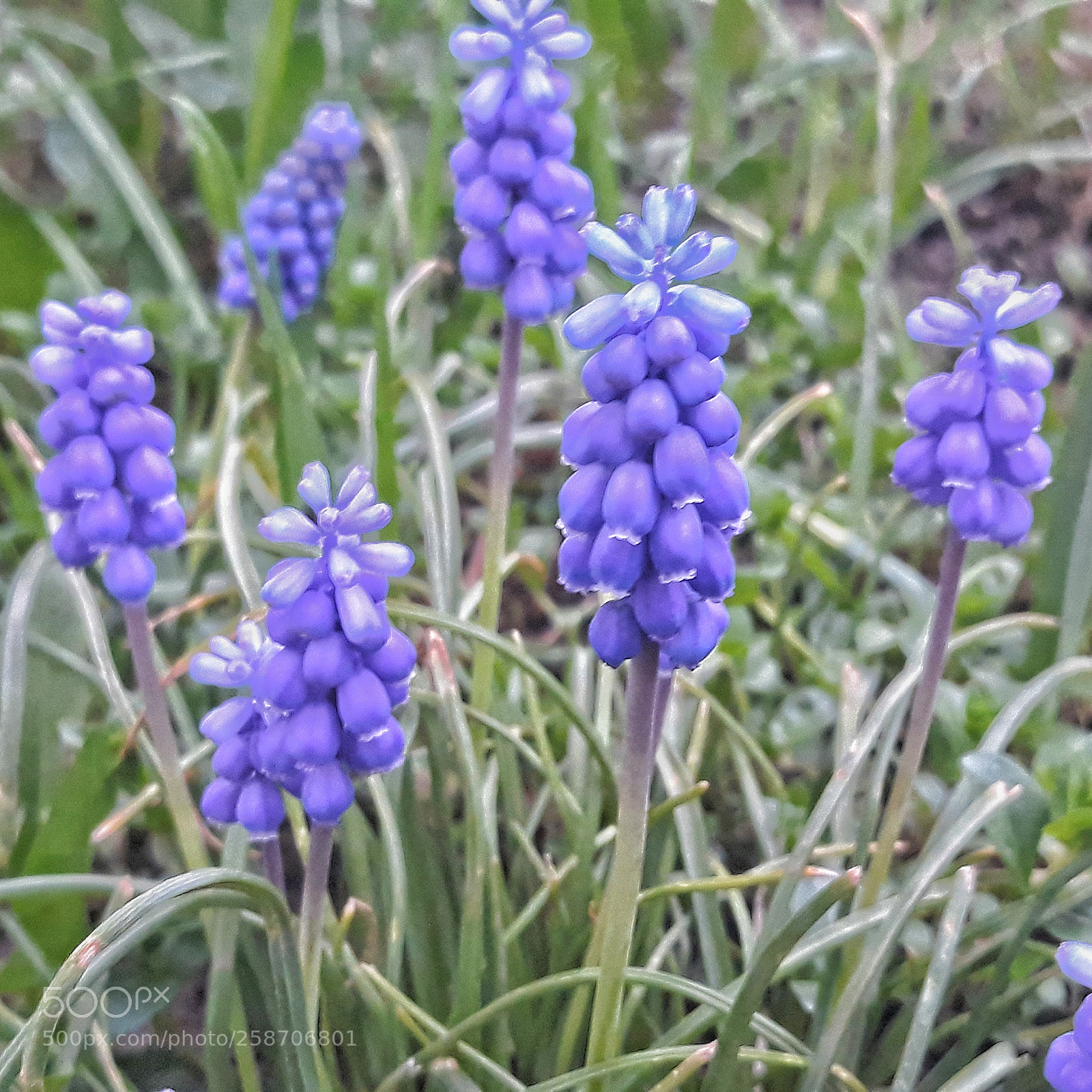 Samsung Galaxy J5 sample photo. Just some purple photography