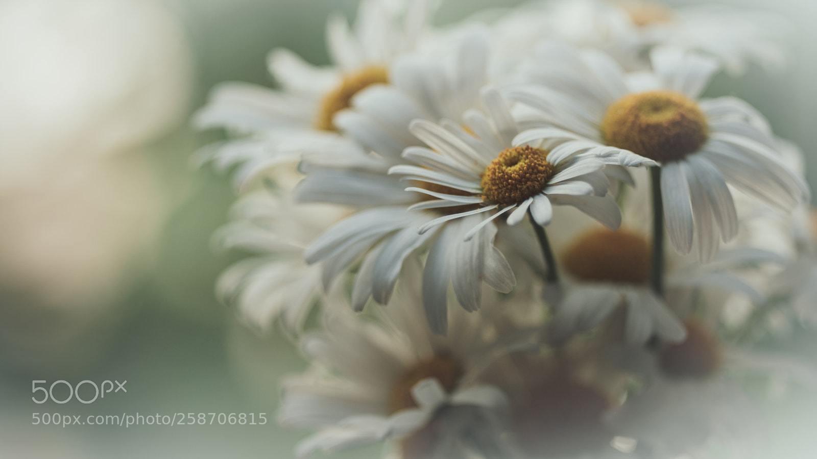Fujifilm X-H1 sample photo. Soft joy and power photography