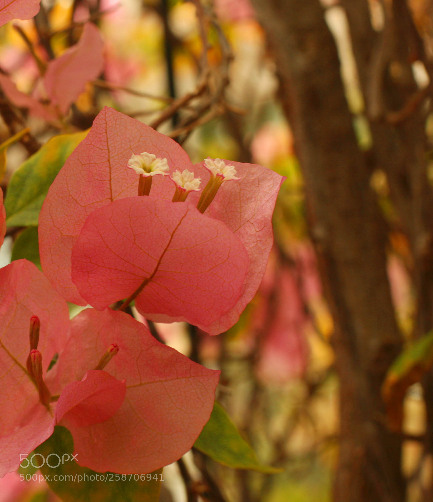 Canon EOS 30D sample photo. Img photography