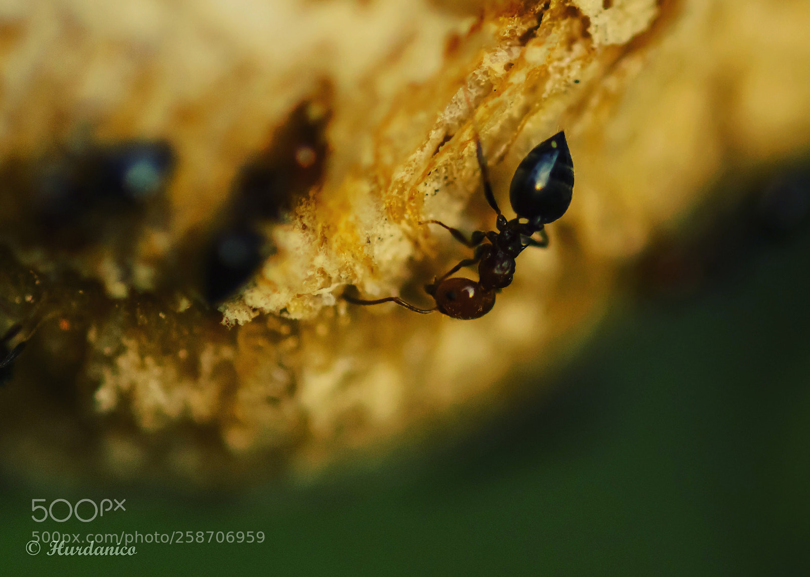 Nikon D5300 sample photo. Upside down photography