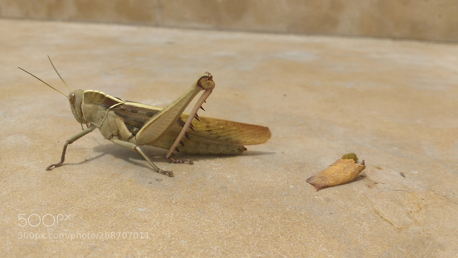 Motorola MotoG3 sample photo. How to eat the photography